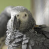 African Grey Congo Parrot for Sale Online