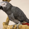 Congo African Grey Parrot