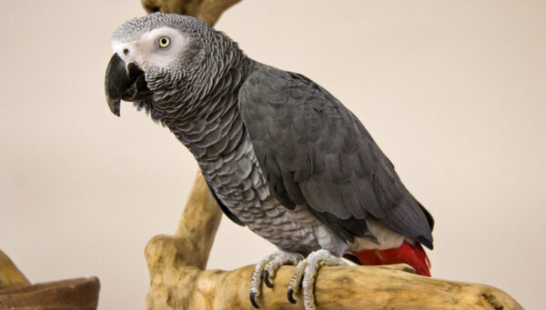 Congo African Grey Parrot