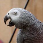 Congo African Grey Parrot for Sale
