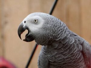 Congo African Grey Parrot for Sale