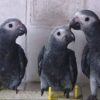 Timneh African Grey Parrot