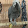 timneh african grey parrot for sale​