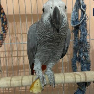 timneh african grey parrot for sale​