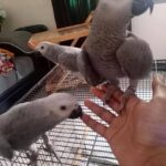 James . african Grey Parrots For Sale uk