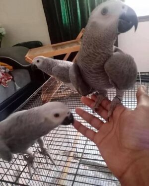 James . african Grey Parrots For Sale uk