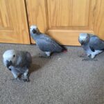 James . african Grey Parrots For Sale uk