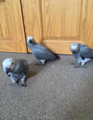 James . african Grey Parrots For Sale uk